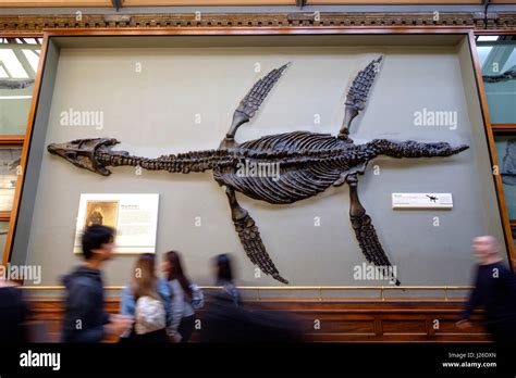 Pliosaur fossil on exhibition at the Natural History Museum in London, England, UK, Europe Stock ...