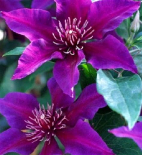 25 Pcs Clematis Perennial Flower Seeds, Pink Dark Purple Clematis Seeds