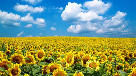 Sunflower farm closes after being inundated with selfie seekers | Fox News