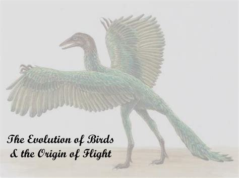 PPT - The Evolution of Birds & the Origin of Flight PowerPoint ...