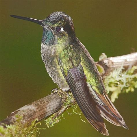 15 Different Species or Types Of Hummingbirds | HubPages