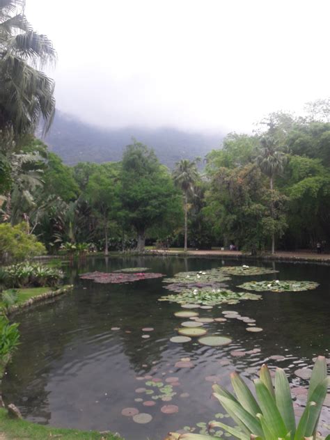 Rio Botanic Gardens | Rio, Travel inspiration, Rio de janeiro