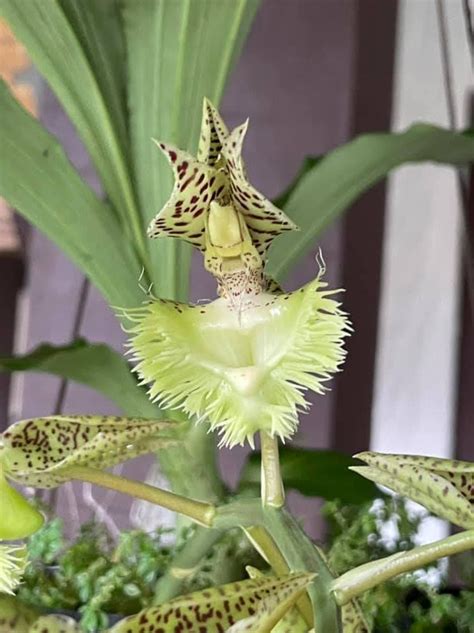 Catasetum fimbriatum