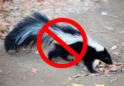 15 Tips on How to Get Rid of Skunks Fast & Humanely (2024) | World Birds