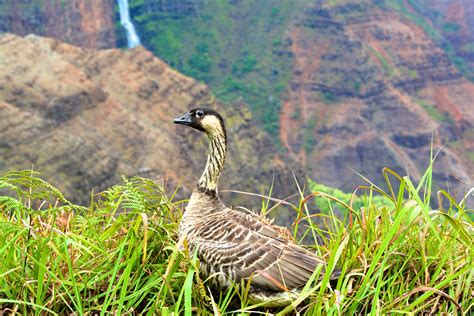 Wild Animals Native To Hawaii - Get More Anythink's