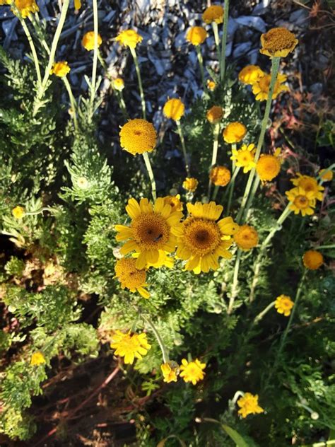 Anthemis tinctoria in 68mm Super Tube – Trigg Plants