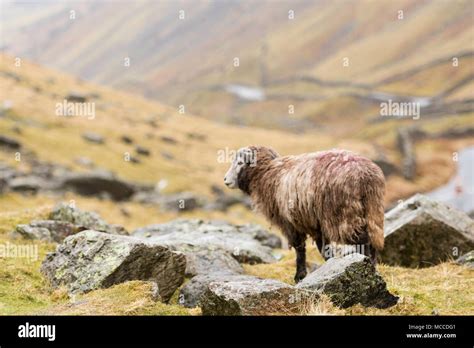 herdwick sheep in Lake District Stock Photo - Alamy