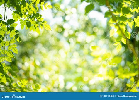 Green Nature Background with Beauty Bokeh Stock Image - Image of frame, grow: 148718485