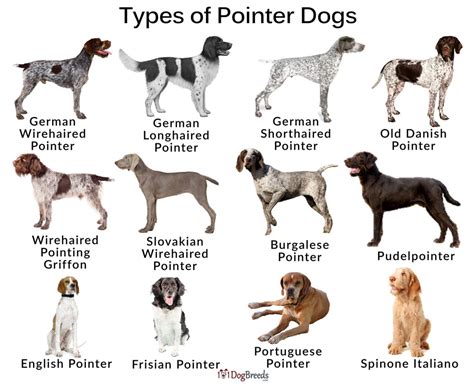 Types of Pointer Dog Breeds With Pictures | 101DogBreeds.com