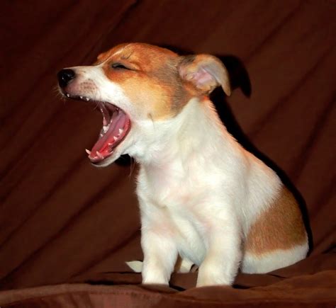 Why Do Dogs Yawn? Does It Always Mean Doggie Boredom?