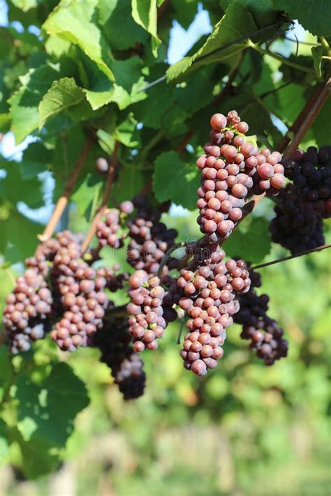 Red Grapes in Vineyard stock photo. Image of fruit, plant - 78356070