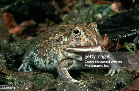 Bullfrog Eating Photos and Premium High Res Pictures - Getty Images