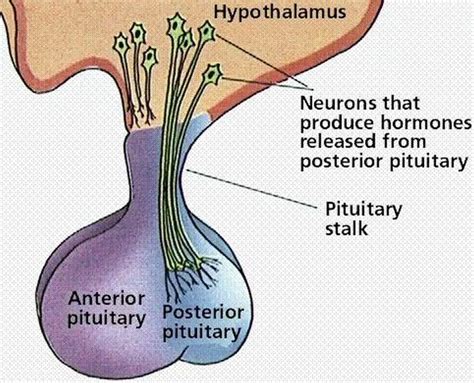 Pictures Of Anterior Lobe Of The Pituitary Gland