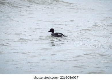 Female Goldeneye Duck Photos, Images & Pictures | Shutterstock