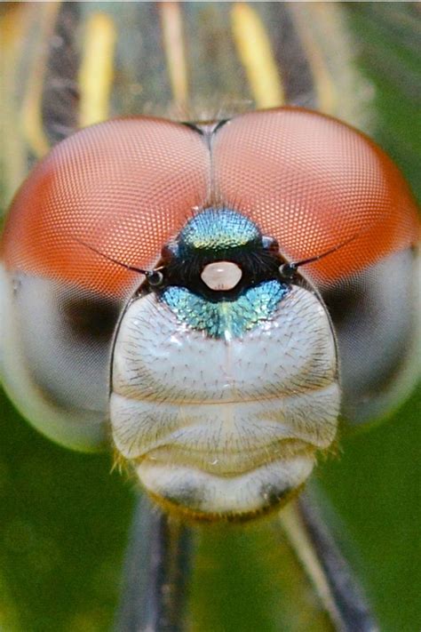 33 best Insect Heads images on Pinterest | Macro photography, Butterflies and Insects