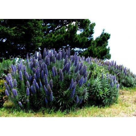 Pride Of Madeira Seeds (Echium Fastuosum) - Price €1.50