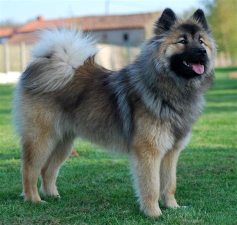 Eurasier Dog (Chow Chow-Samoyed- Keeshond Mix) Info, Temperament ...