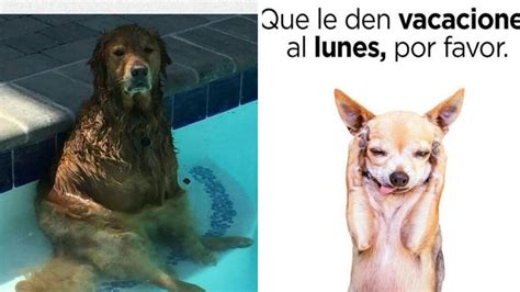 5 MEMES de calor y perros chistosos para compartir | Petlife