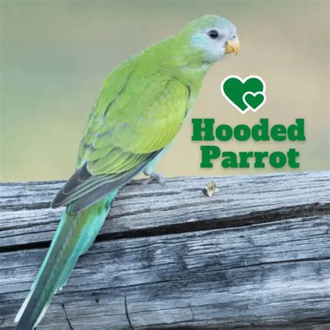 Mulga Parrot - Habitat Breeding Subsppecies Diet and Foraging