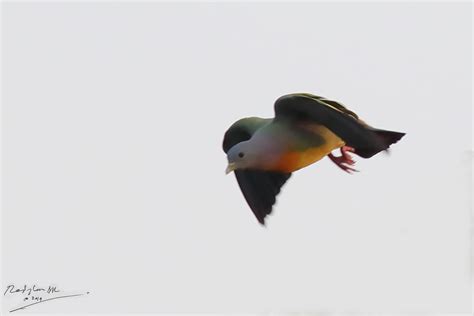 Birds and Nature Photography @ Raub: Pink-necked Green Pigeon, Burung Punai Gading