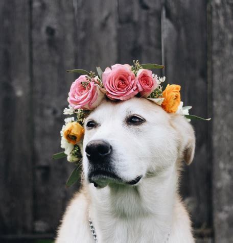 These Flower Crown Wearing Dogs are Ready for Music Festival Season ...