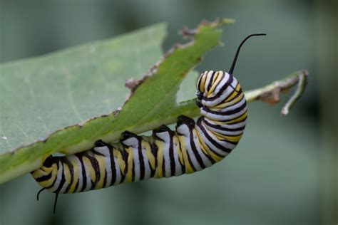 Butterfly Larvae Identification