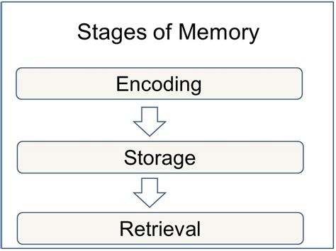 Memory, Encoding Storage and Retrieval | Simply Psychology