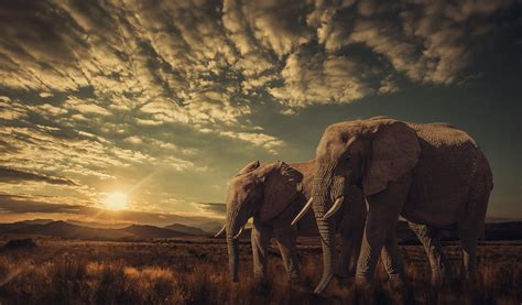 Download Landscape Sunrise Sky Savannah Animal African Bush Elephant HD Wallpaper