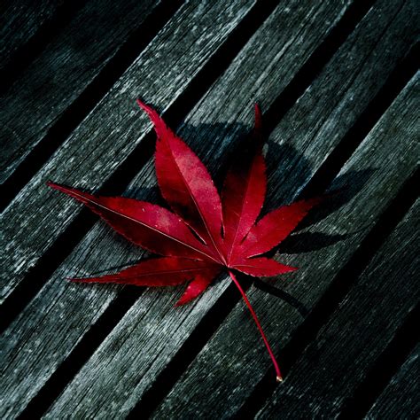 Red Maple Leaves Wallpapers - Wallpaper Cave