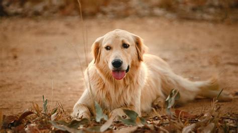 Las mejores razas de perros para niños