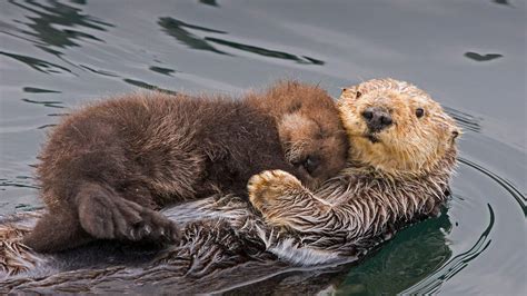 Otter Mom – Bing Wallpaper Download