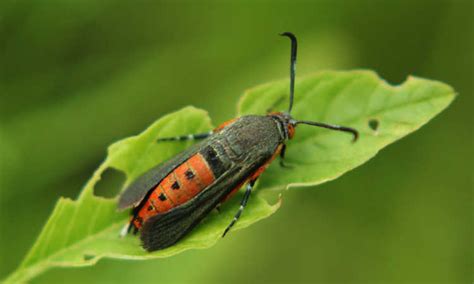 Squash Vine Borer Control and Prevention