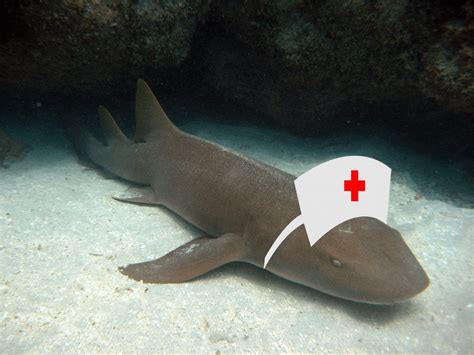 Shark Fact Friday #15 – Nurse Shark - Oceana USA