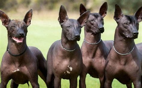 All About Xoloitzcuintli Dog Breed – Origin, Behavior, Trainability ...