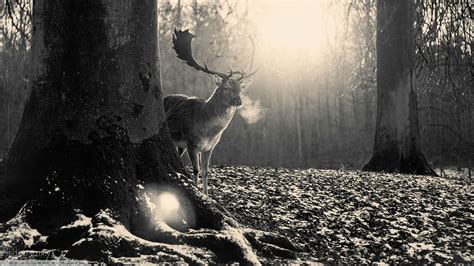 Forest Clearing, Forest, Animals, Deer, Elk Wallpapers HD / Desktop and Mobile Backgrounds