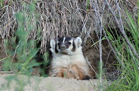 Baby Badger Photograph by Roxy Lang - Fine Art America