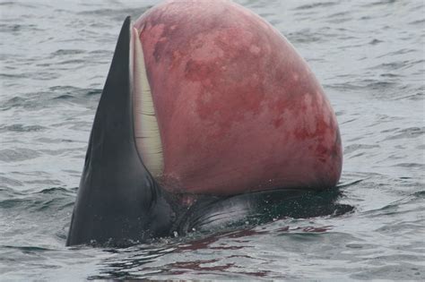 Dead whale with bloated tongue : natureismetal