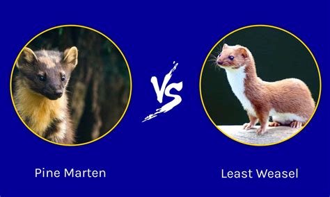 Pine Marten vs Least Weasel: What's the Difference? - AZ Animals