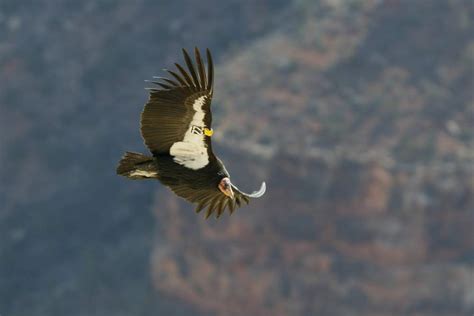 California Condor Restoration | The Peregrine Fund