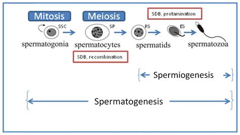 A Diagram Of The Spermatogenesis