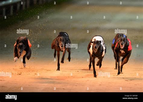 Greyhounds - Newcastle Greyhound Stadium Stock Photo - Alamy