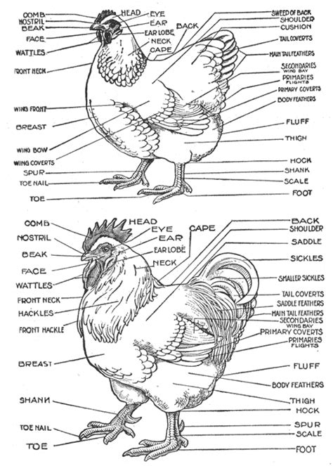 Chicken Diagram And Anatomy Of A Chicken Pictures And Labels | Chicken pictures, Chicken anatomy ...