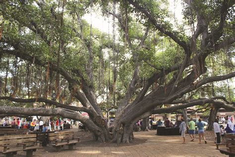 Ring by ring, banyan tree in heart of Lahaina chronicles 150 years of ...