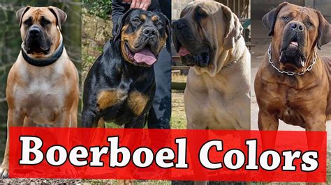 Boerboel Colors And Patterns | Types of Boerboel Colors - YouTube