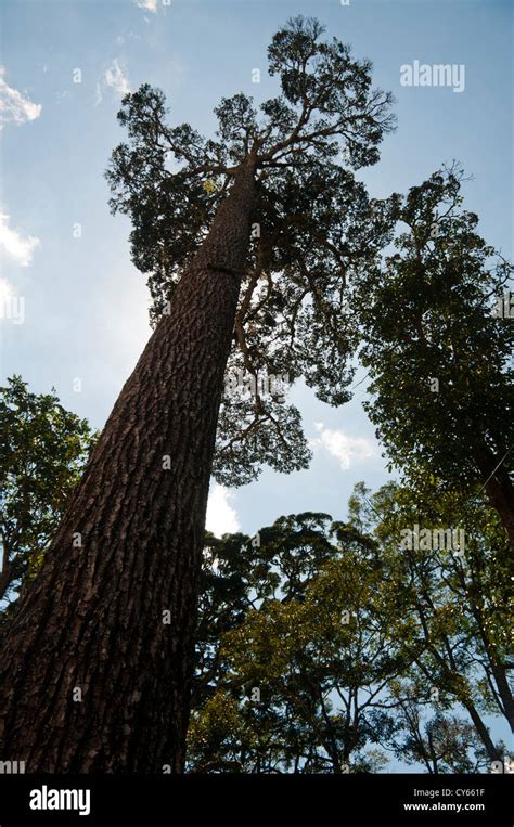 Rosewood tree, black timber, India Stock Photo - Alamy