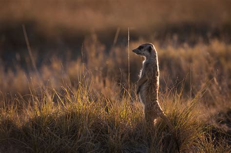 Meerkat on Alert | Sean Crane Photography