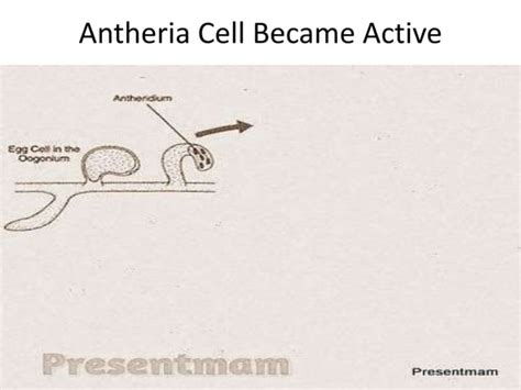 Vaucheria Life Cycle | PPT