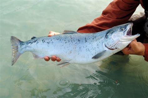 Alaska Fish Species: What to Catch and When to Catch It | Doc Warners