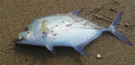 Papio still around in mid-November - Hawaii Nearshore Fishing