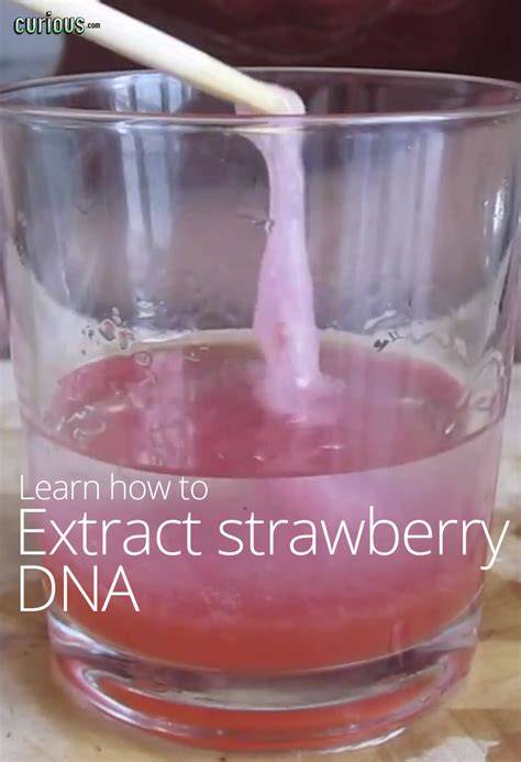 How to Extract Strawberry DNA | Teaching biology, Science lessons, Homeschool science